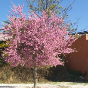 arbol-28.jpg